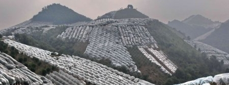 China se moderniza e aprimora manejo do HLB