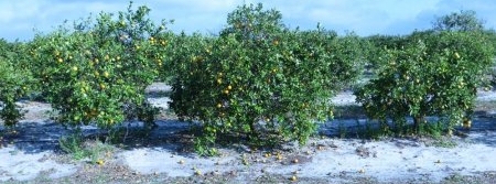 Pesquisador norte-americano faz palestra sobre a situação do greening e do cancro cítrico na Flórida