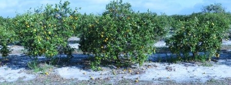 Estimativa de safra de laranja na Flórida sobe para 81,1 milhões de caixas