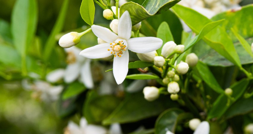 Pesquisas permitem redução da porcentagem de flores doentes com menor uso de água