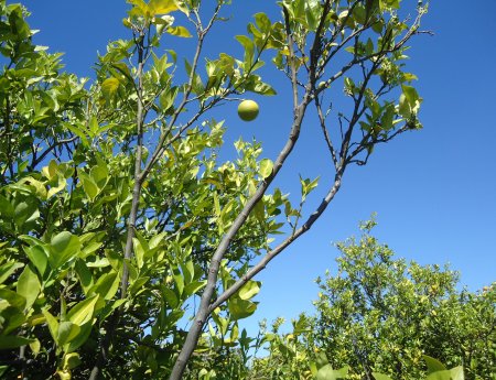 Plantas com sintomas de HLB são identificadas na Colômbia