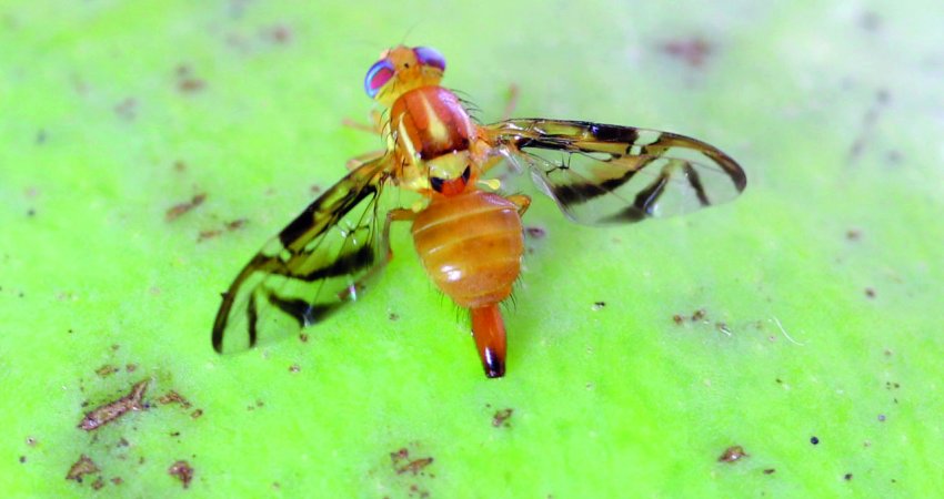 Como evitar perdas pelo ataque de bicho-furão e moscas-das-frutas?