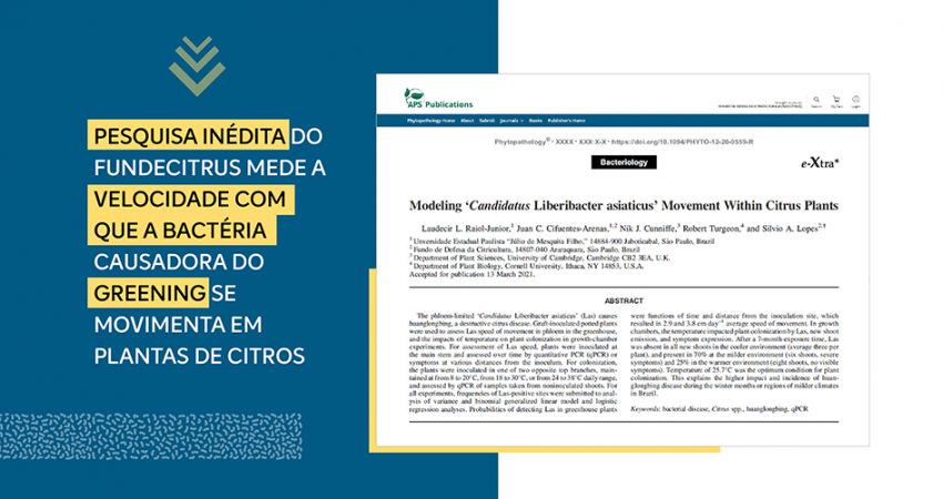 Pesquisa inédita do Fundecitrus mede a velocidade com que a bactéria causadora do greening se movimenta em plantas de citros